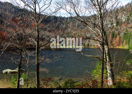 Atmosfera autunnale a Feldsee nella Foresta Nera, Germania Foto Stock