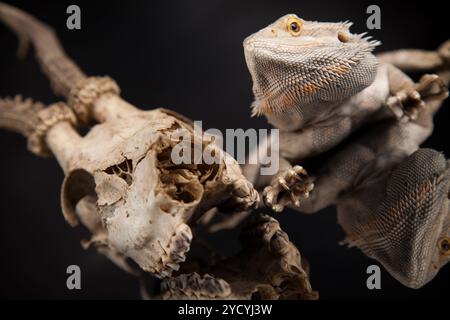 Antlers, lucertola del drago su sfondo a specchio nero Foto Stock