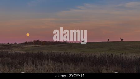 La luna del cacciatore sorge mentre tre cervi dalla coda bianca navigano sulla cima di una collina nel Wisconsin settentrionale. Foto Stock