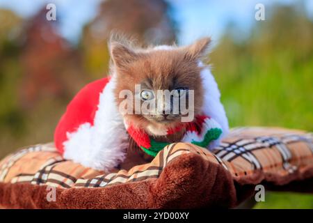 Piccolo gattino su una passeggiata con un colore sciarpa e cappello di Natale. Il gattino è a piedi. Il Pet. Autunno foto con un animale. Fluffy smoky gatto con un taglio di capelli Foto Stock