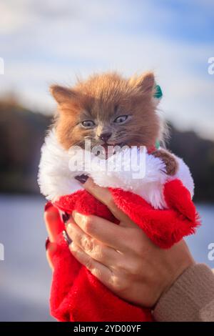 Piccolo gattino su una passeggiata con un colore sciarpa e cappello di Natale. Il gattino è a piedi. Il Pet. Autunno foto con un animale. Fluffy smoky gatto con un taglio di capelli Foto Stock