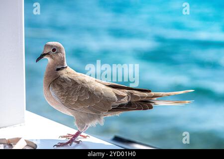 Primo piano dettagliato di una tranquilla colomba con una splendida vista sul mare sullo sfondo, catturando l'armonia tra la natura e la bellezza costiera. Foto Stock