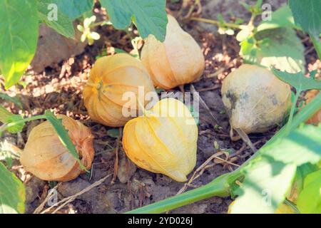 Physalis philadelphica cresce nel giardino di cottage. Bacche di Physalis in agricoltura. I frutti sono di forma sferica o quasi piramidale. Crescendo il ciliegio invernale Foto Stock