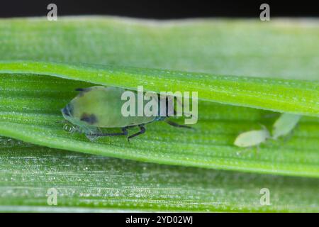 Afidi avena chiamati anche Afidi di ciliegio uccello, Rhopalosiphum padi, femmina adulta senza ali e progenie nata su una foglia d'orzo in autunno. Foto Stock