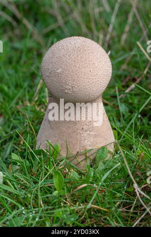 Palla di pestello (Lycoperdon excipuliforme) che cresce sulle praterie in autunno, Surrey, Inghilterra, Regno Unito Foto Stock