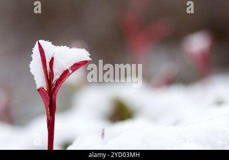 Photinia Red Robin Hedge primo piano di una nuova crescita che tiene la neve fresca Foto Stock