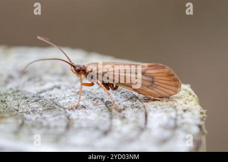 Anabolia nervosa caddisfly su un fencepost nel Surrey, Inghilterra, Regno Unito, durante il mese di ottobre Foto Stock