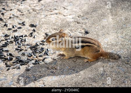 Vista del profilo di un chipmunk. Semi di girasole per terra intorno a lui. Foto Stock