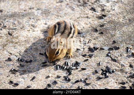 Vista frontale di un chipmunk che mangia semi di girasole sul terreno intorno a lui. Foto Stock