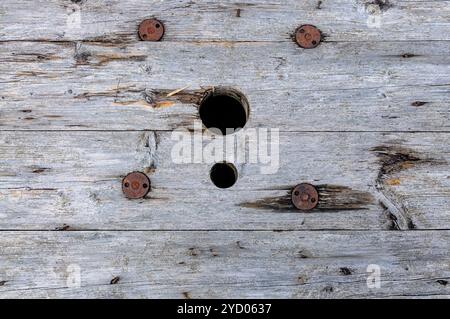 Superficie in legno intemprata con due fori e cinque viti. Foto Stock