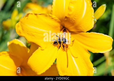 Bumblebee che impollina un cartoncino giallo Hemerocallis - fiore del giglio Foto Stock