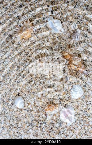 Bellissime conchiglie sulla sabbia della spiaggia in acqua. Sfondo delle vacanze estive. Foto Stock