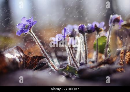 Lilla verdura sotto la pioggia. fiori primaverili sotto la pioggia. Petali di un fiore viola. Foto Stock