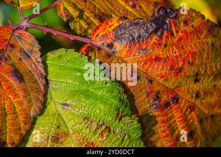 Immagine ravvicinata delle foglie di BlackBerry nella stagione autunnale Foto Stock