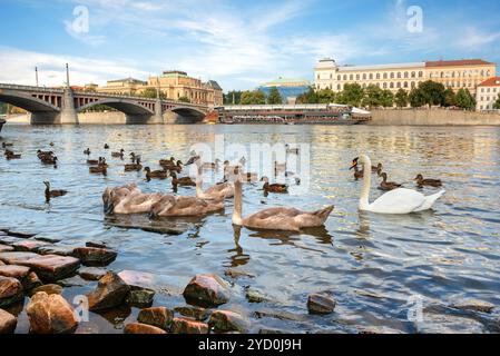 Uccelli sulla riva del fiume a Praga Foto Stock