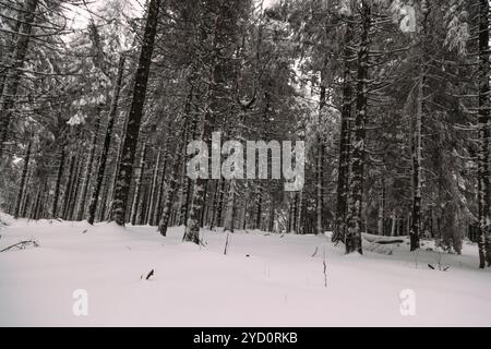 Una tranquilla foresta presenta alti alberi ricoperti di neve che creano un'atmosfera tranquilla. Il paesaggio è trasformato dal tempo invernale, fuori Foto Stock