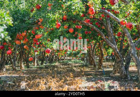 Giardino di melograno in Turchia con vibranti frutti rossi appesi agli alberi che creano una pittoresca scena di abbondanza naturale. La luce solare filtra attraverso il lasco Foto Stock