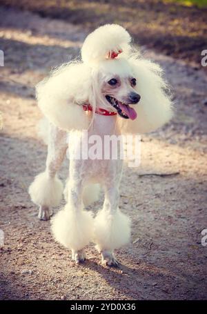 Cane barboncino con un taglio di capelli per una passeggiata. Cane barboncino. Cane con un taglio di capelli Foto Stock
