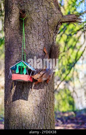 Lo scoiattolo mangia dalla mangiatoia. Lo scoiattolo sull'albero. Scoiattolo rosso. Animale roditore Foto Stock