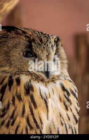 Il gufo allo zoo. Foresta grande uccello in cattività. Foto Stock