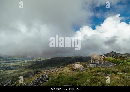 Una mandria di pecore pascolano pacificamente su una scogliera rocciosa nelle isole Lofoten, circondata da lussureggianti praterie e da uno sfondo spettacolare di montagne nebbiose e. Foto Stock