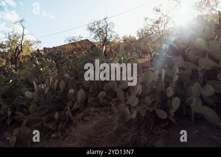 La luce del sole scorre attraverso il fitto fogliame di un cespuglio di fichi barbareschi, evidenziando le sue distinte spine e la sua vibrante presenza in una serena foresta marocchina du Foto Stock