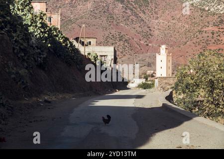Una tranquilla strada rurale in Marocco presenta un pollo solitario che attraversa l'asfalto, incorniciato da colline ed edifici storici. Il terreno mostra l'unicità Foto Stock