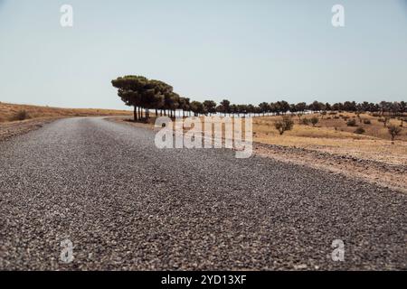 Una tortuosa strada asfaltata si estende attraverso le praterie asciutte del Marocco, fiancheggiate da alberi e costeggiate da terreno sabbioso, catturando l'essenza dell'arida la Foto Stock