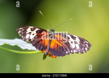 Tiger Longwing Butterfly, Heliconius hecale Foto Stock