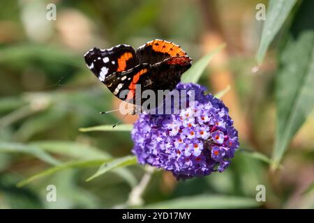 Ammiraglio rosso, Vanessa atalanta farfalla su Buddleia Foto Stock