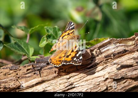 Lady dipinta, Vanessa cardui, farfalla Foto Stock