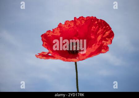 Fiore di papavero rosso, roeas di papavero contro un cielo blu Foto Stock