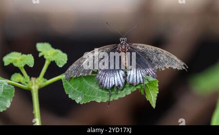 Farfalla di Papilio memnon Foto Stock