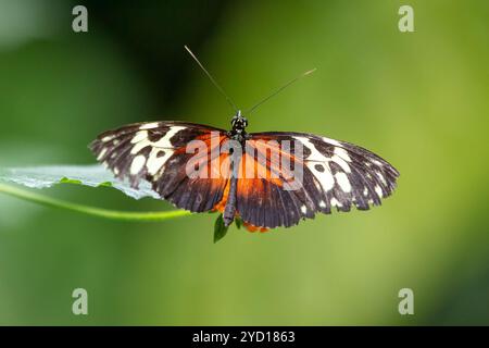 Tiger Longwing Butterfly, Heliconius hecale Foto Stock