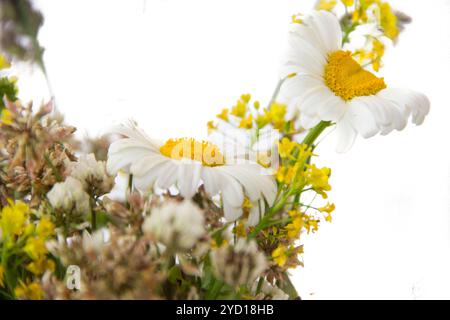 Bouquet di fiori selvatici isolato su sfondo bianco. Fiori selvatici. Oggetti isolati Foto Stock