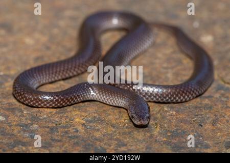 Un simpatico serpente di lupo comune (Lycophidion capense) in natura Foto Stock