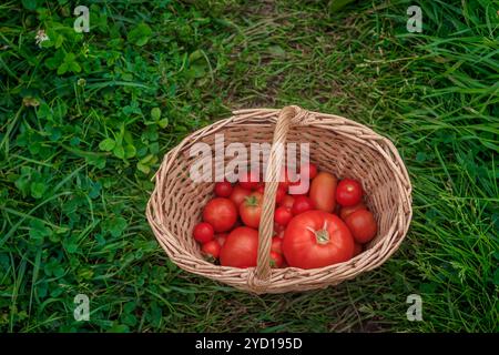 Cestino con pomodori. Verdure fatte in casa. Agricoltura. Cestino di verdure. Foto Stock