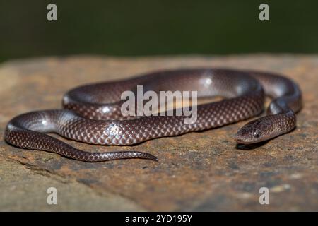 Un simpatico serpente di lupo comune (Lycophidion capense) in natura Foto Stock