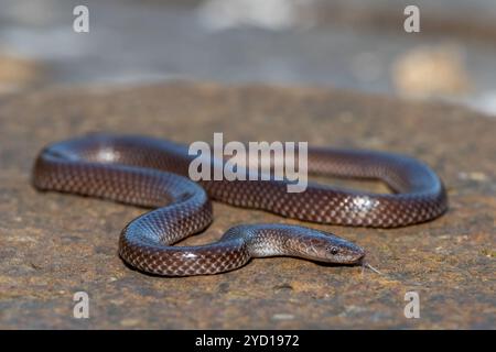 Un simpatico serpente di lupo comune (Lycophidion capense) in natura Foto Stock