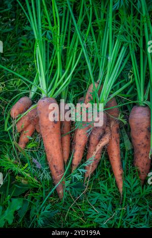 Una carota dal giardino è un mucchio steso sull'erba. Verdure fatte in casa. Cibo sano. Foto Stock