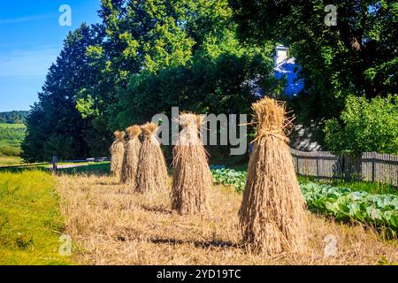 Haystacks sul campo come ai vecchi tempi. Raccolta di erba secca. Alimentazione del bestiame Foto Stock