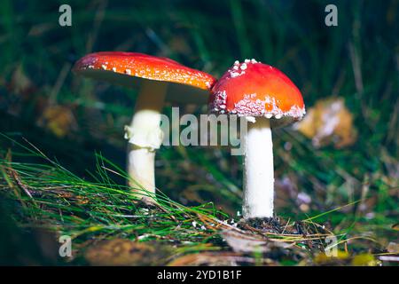 Due Amanita Muscaria, conosciuta come Fly Agaric o Fly Amanita: Funghi curativi e medicinali con tappo rosso che cresce nella foresta. Può essere utilizzato per Micro dosaggio, pratiche spirituali e rituali sciamani Foto Stock