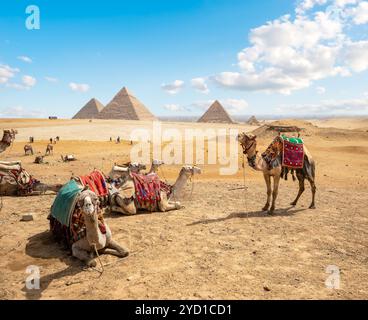 Cammelli nel deserto sabbioso Foto Stock