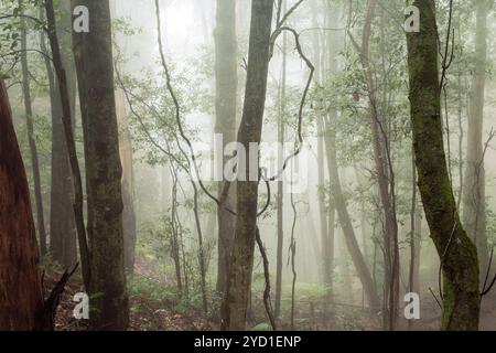 Una passeggiata nel bosco Foto Stock