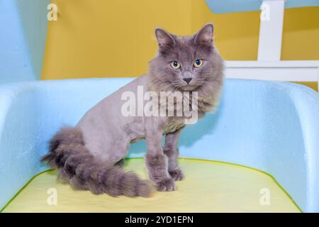 Il gatto grigio siede su una sedia colorata. Un animale domestico. Il gatto è seduto. Bella gatta grigia. Sedia a colori Foto Stock