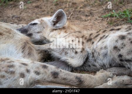 madre avvistata iena che allatta il suo cucciolo Foto Stock