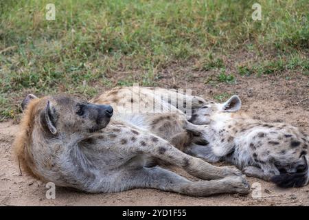 madre avvistata iena che allatta il suo cucciolo Foto Stock