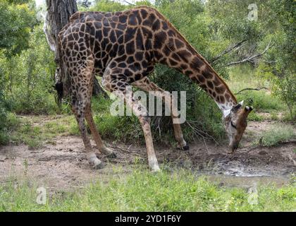 Vista laterale di una giraffa che si piega verso il basso per bere acqua al Kruger National Park in Sudafrica Foto Stock
