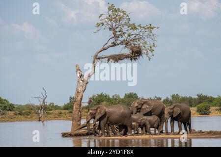 Famiglia di elefanti in un lago per un bagno al Kruger National Park in Sud Africa Foto Stock