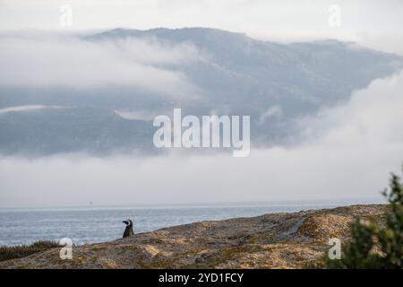 Pinguino singolo del Capo vicino a Simons Town e Boulders Beach, Sudafrica Foto Stock